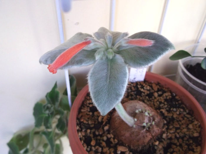 Leucotricha (5) - Mini Sinningia