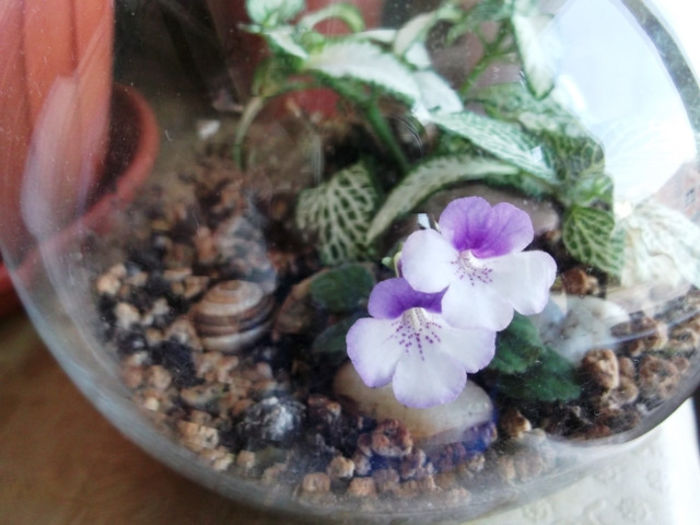 Little W.N. (1) - Mini Sinningia