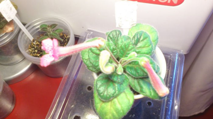 Ozark Rosy Freckles (2) - Mini Sinningia