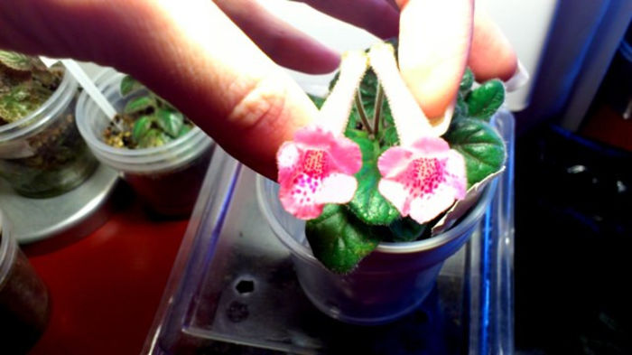 Ozark Rosy Freckles (3) - Mini Sinningia