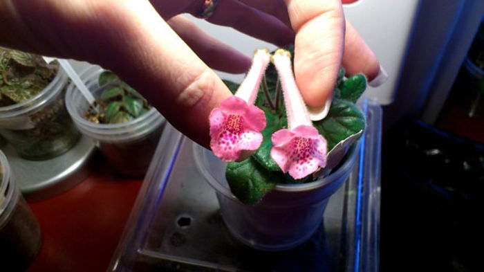 Ozark Rosy Freckles (4) - Mini Sinningia