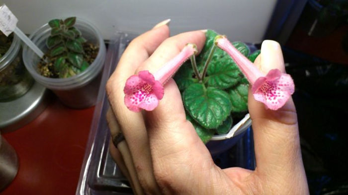 Ozark Rosy Freckles (5) - Mini Sinningia