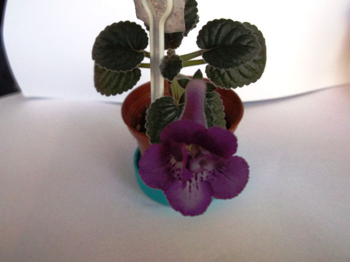 Picture 077 - Mini Sinningia