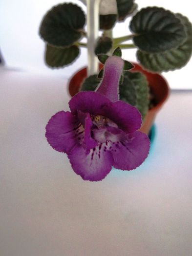 Picture 078 - Mini Sinningia