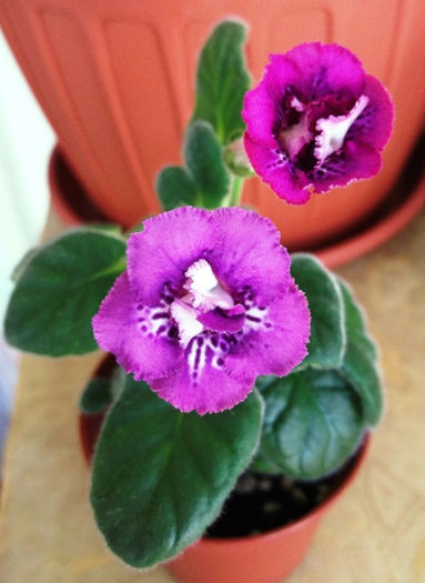 Raspberries 'n' Cream (1) - Mini Sinningia