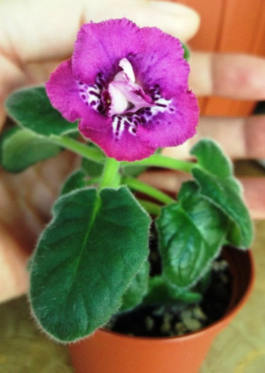 Raspberries 'n' Cream (2) - Mini Sinningia