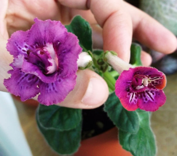 Raspberries'n'Cream - Mini Sinningia