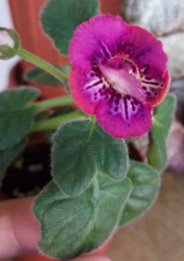 Raspberries'n'Cream (2) - Mini Sinningia