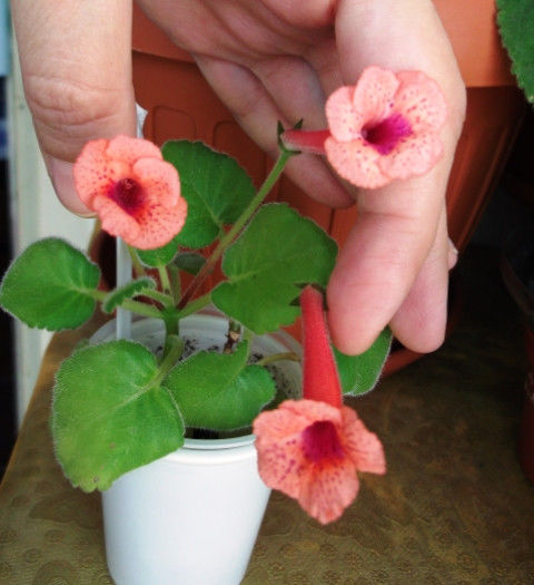 S. Irene (1) - Mini Sinningia