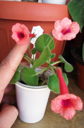 S. Irene (2) - Mini Sinningia