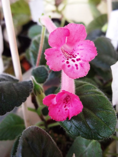 Sinn. - Mini Sinningia