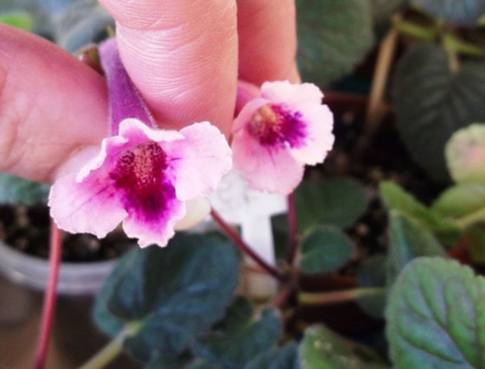 Sinn. (5) - Mini Sinningia