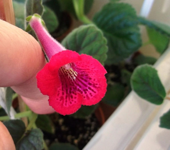 Sinn. (6) - Mini Sinningia