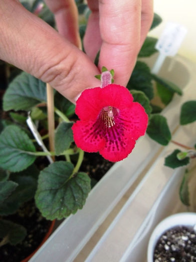 Sinn. (10) - Mini Sinningia