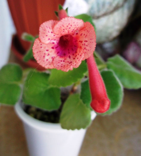 Sister Irene (1) - Mini Sinningia