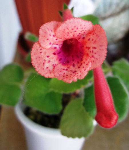 Sister Irene (2) - Mini Sinningia