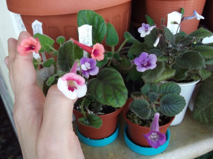 Sister Irene, JKL's Flare, Freckles, din seminte, Aries - Mini Sinningia