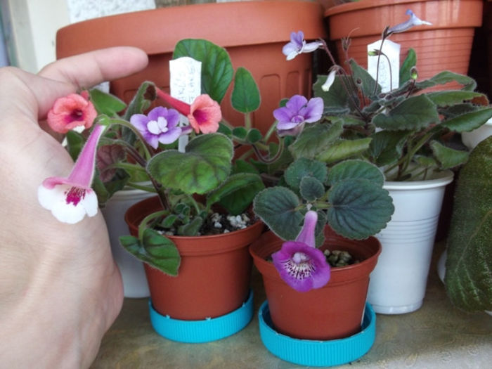 Sister Irene, JKL's Flare, Freckles, din seminte, Aries (1) - Mini Sinningia