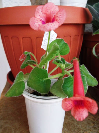 Sister Irene-x (1) - Mini Sinningia