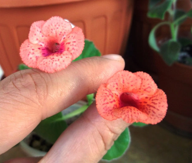 Sister Irene-x (2) - Mini Sinningia