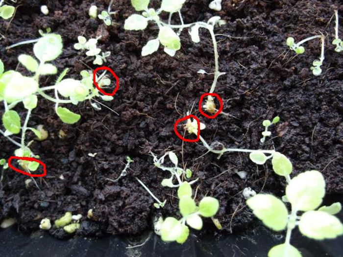 Specii (2) - Mini Sinningia