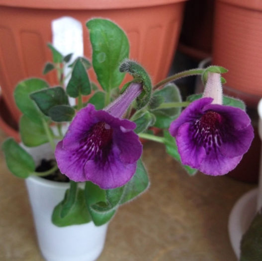 Tinsel T. - Mini Sinningia