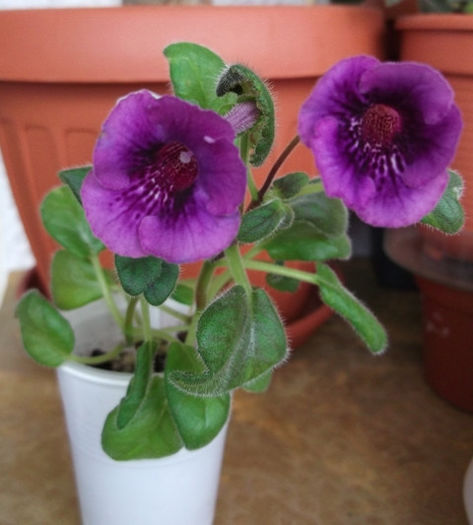 Tinsel T. (1) - Mini Sinningia