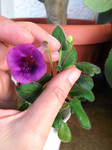 Tinsel Town - Mini Sinningia