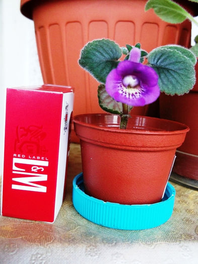 HCY's Aries (1) - Mini Sinningia