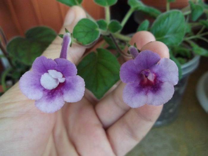 Alex. Dreams - tot din seminte - Mini Sinningia