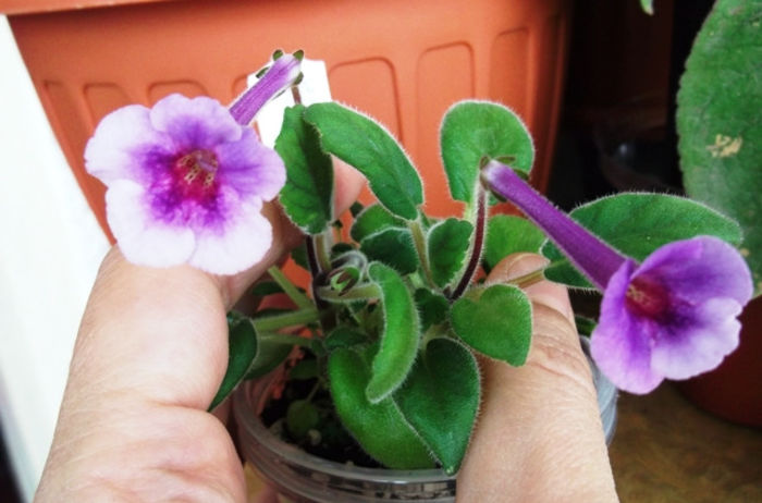 Alexander's Dream - Mini Sinningia