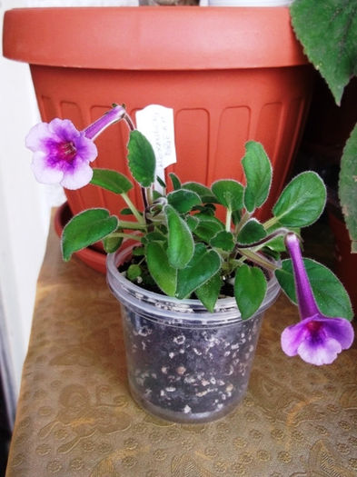 Alexander's Dream (1) - Mini Sinningia