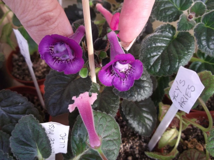 Aries1 - Mini Sinningia