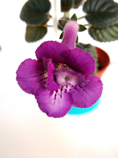 Aries (1) - Mini Sinningia