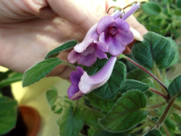 BJ.s Alex. Dream - Mini Sinningia