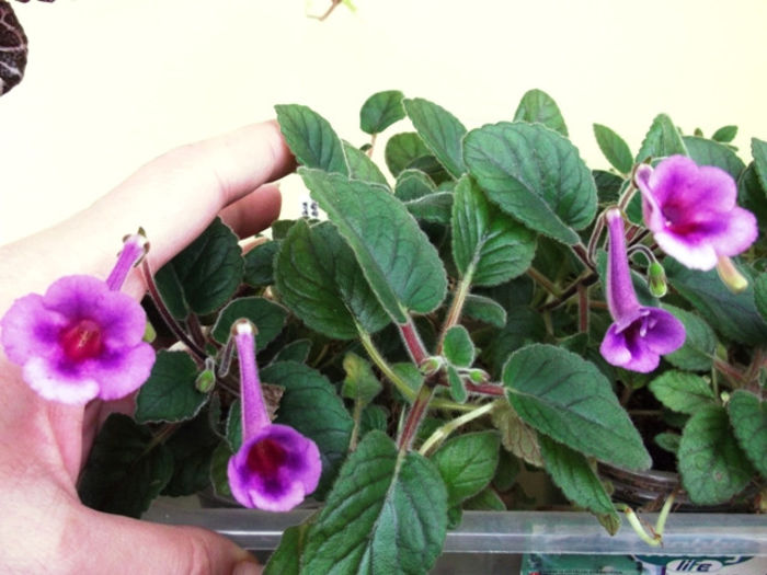 BJ's A. D. - Mini Sinningia