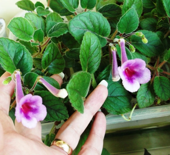 BJ's Alexander's D. - Mini Sinningia