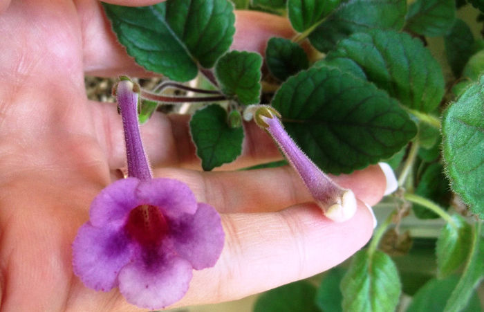 BJ's Alexander's D. (2) - Mini Sinningia