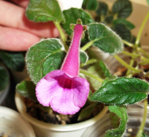 BJ's Little Miss Lilac - Mini Sinningia