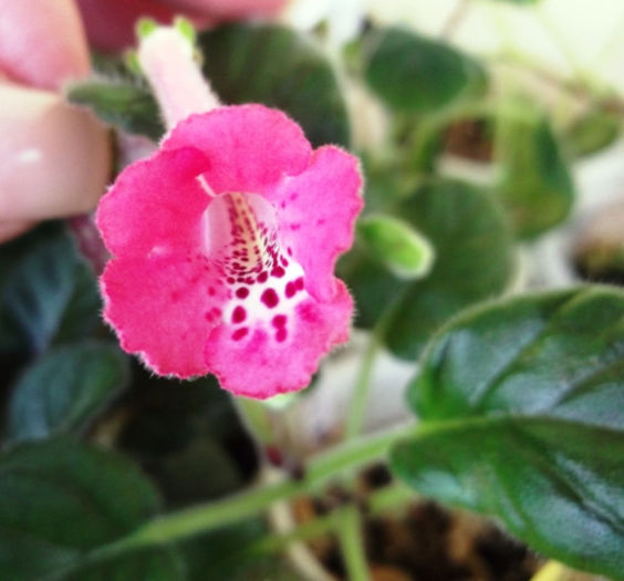 Cherry Berry - Mini Sinningia