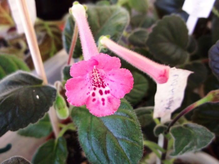 Cherry Berry (1) - Mini Sinningia