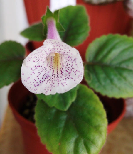 Connect the Dots (1) - Mini Sinningia