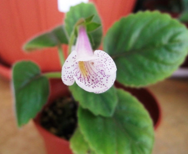 Connect the Dots (2) - Mini Sinningia