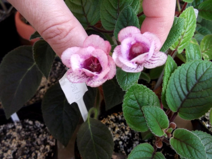 Copy of Party Dress - Mini Sinningia