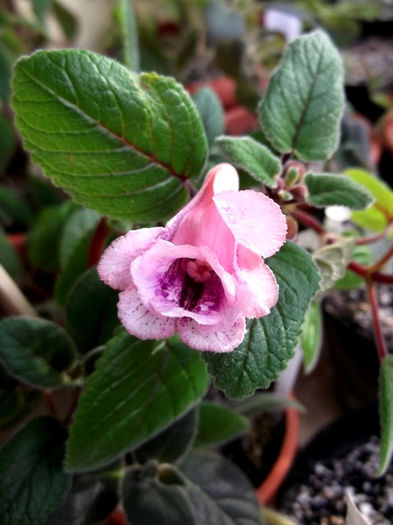 Copy of Party Dress (2) - Mini Sinningia