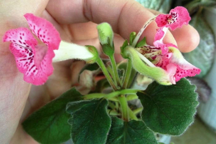 Country Shortcake - Mini Sinningia