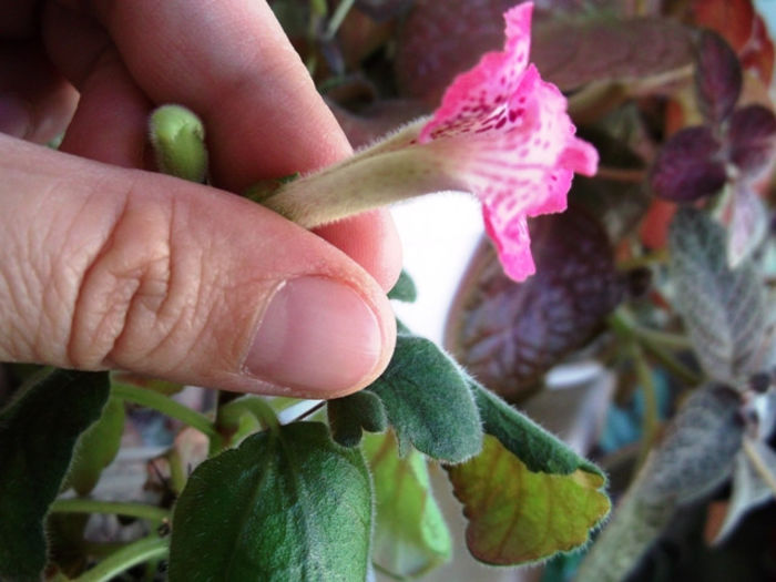 Country Shortcake (2) - Mini Sinningia