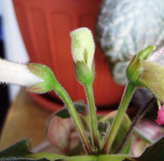 Country Shortcake (4) - Mini Sinningia