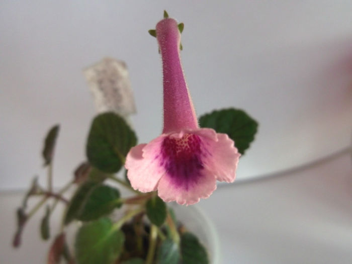 CountryTiger1 (1) - Mini Sinningia