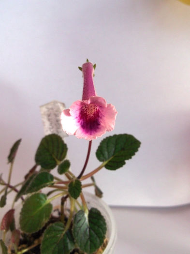 CountryTiger1 (2) - Mini Sinningia